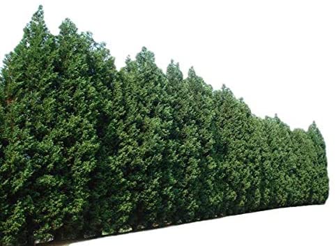 arbres brise-vue hauts pour votre jardin cypres