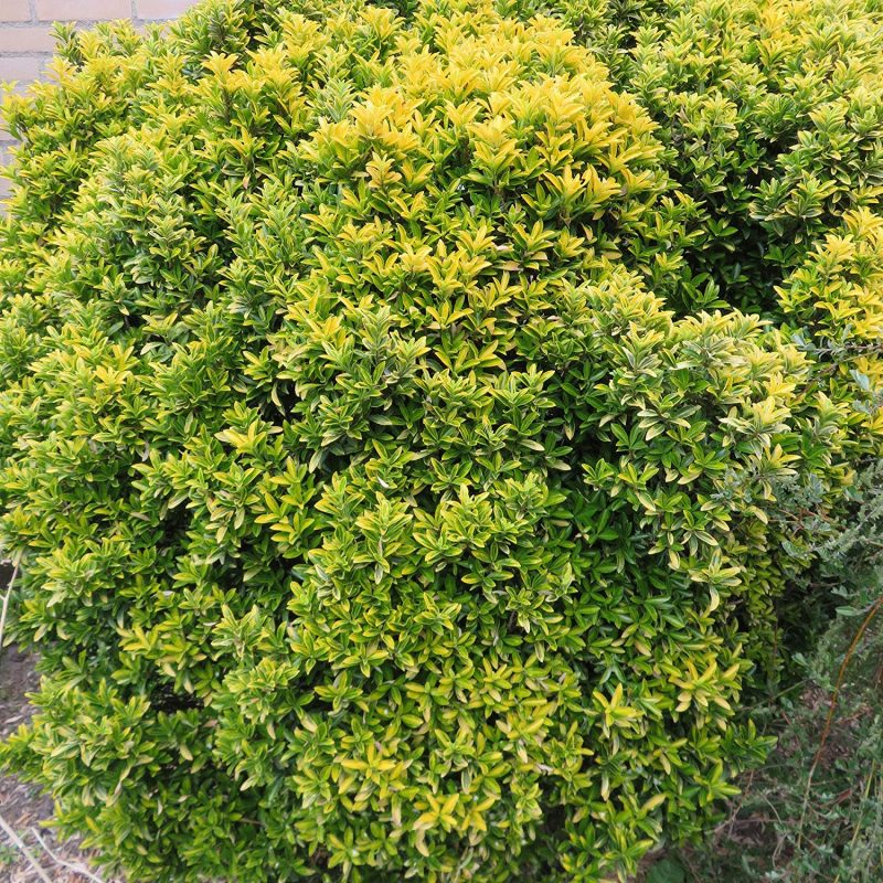 Les 5 meilleurs arbres brisevue hauts pour votre jardin — free download