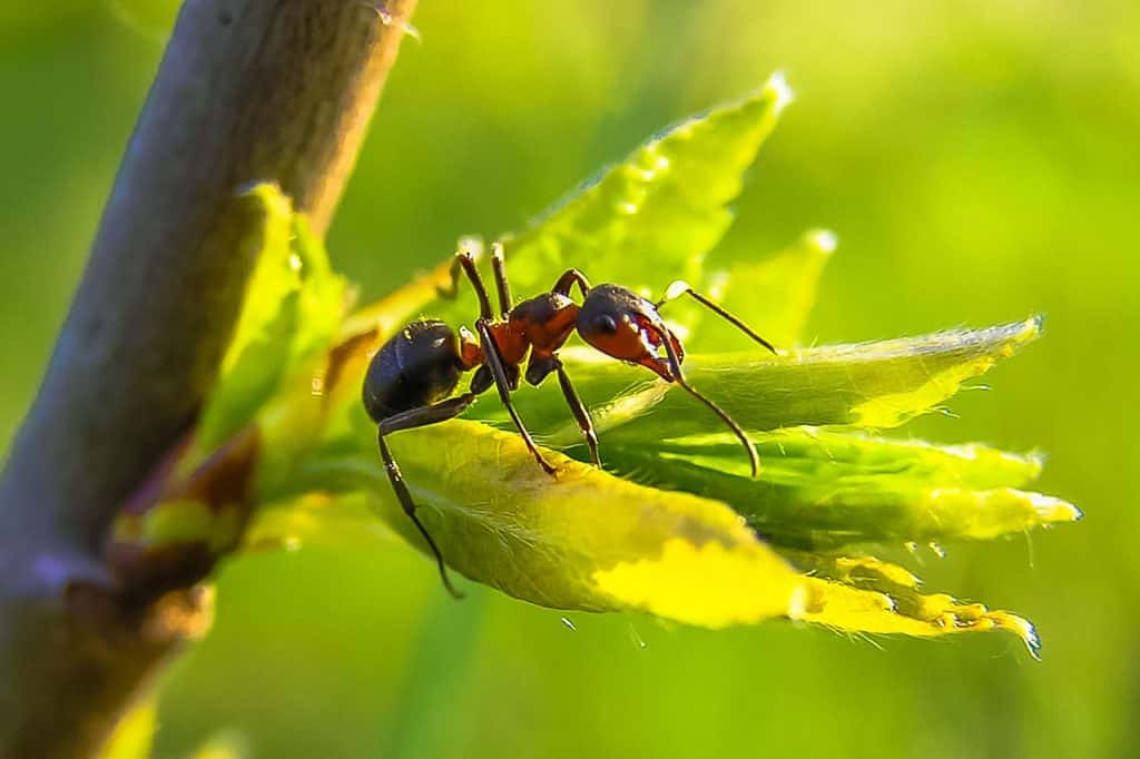 utiliser du talc dans le jardin adieux aux fourmis