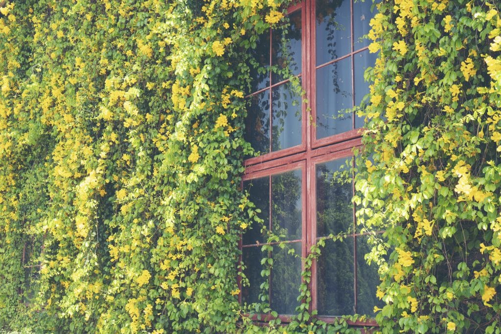 créer un mur végétal chez soi côté  esthétique