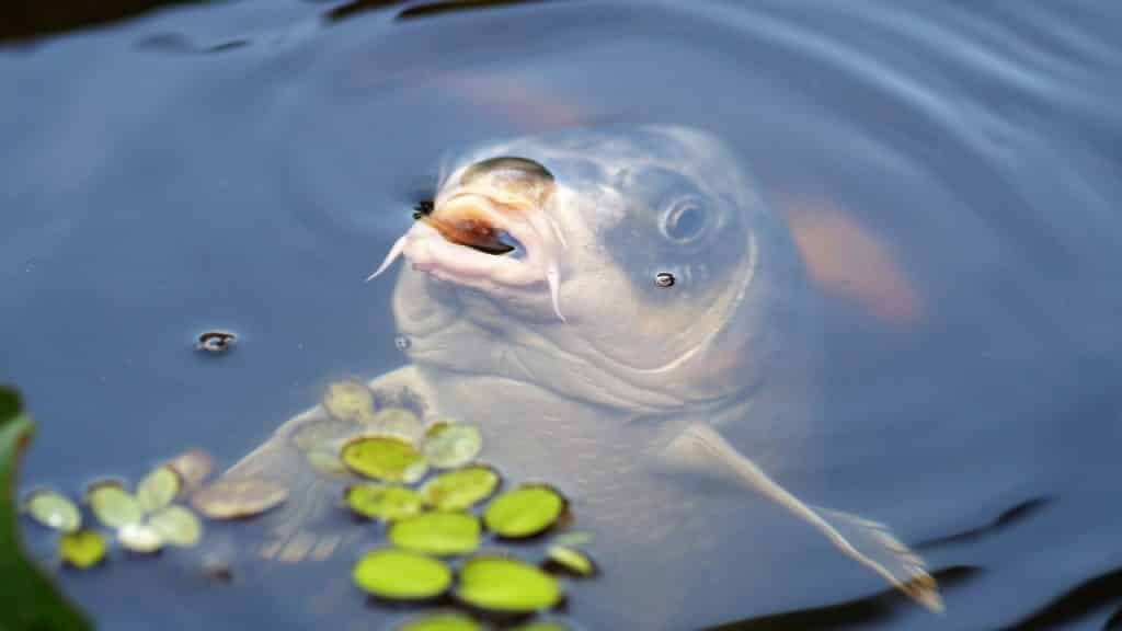 carpe koi qualité du bassin