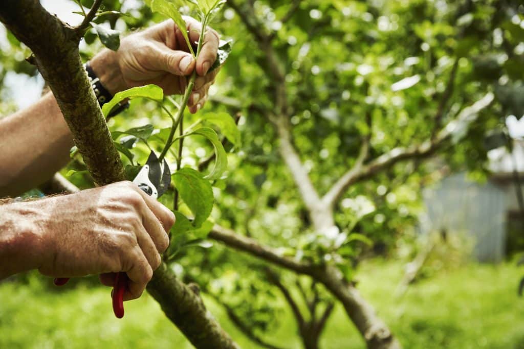 arbres fruitiers pour jardin choix des arbres