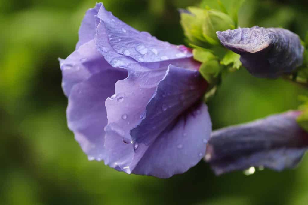 Hibiscus syriacus