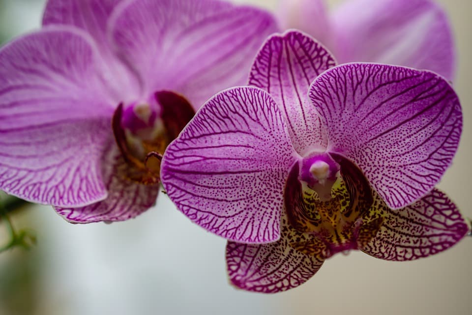 Orchidée Phalaenopsis