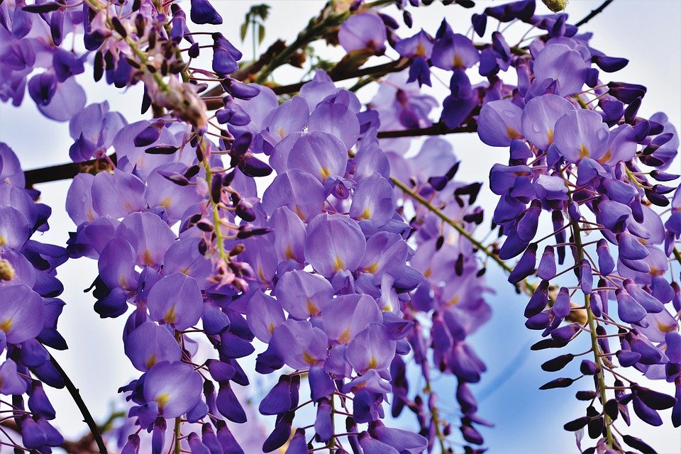 glycine