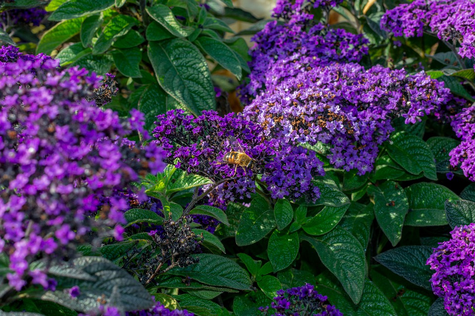 heliotrope du Pérou