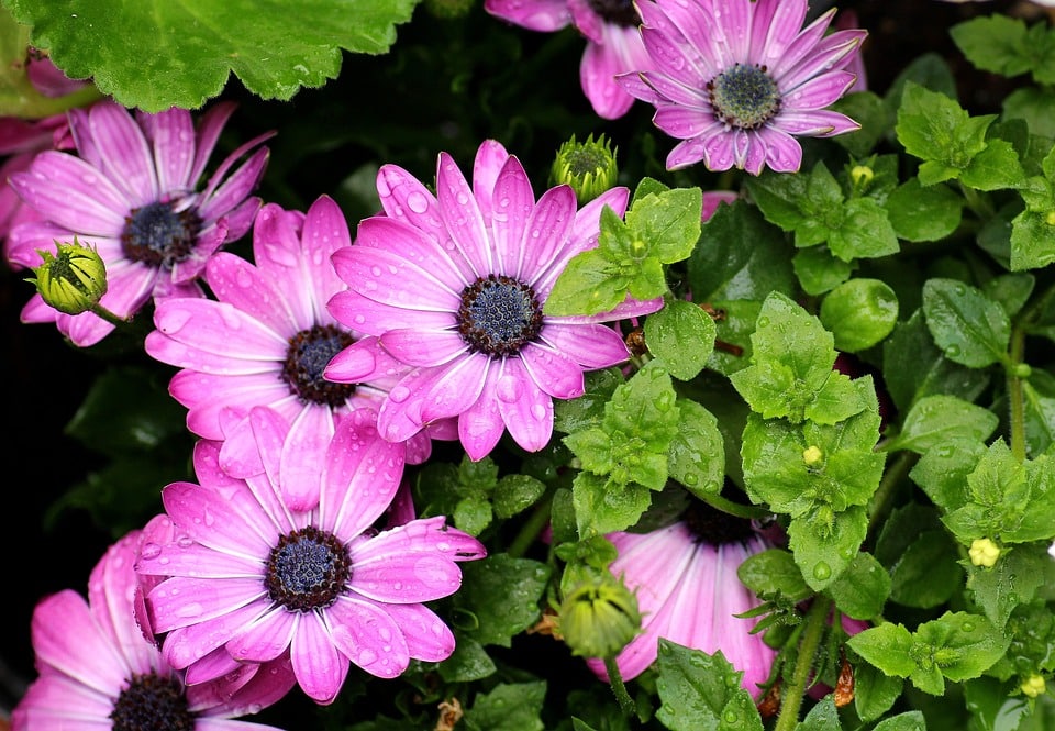 osteospermum