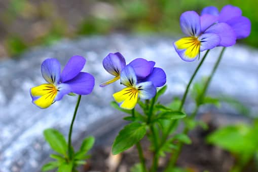 violette cornue