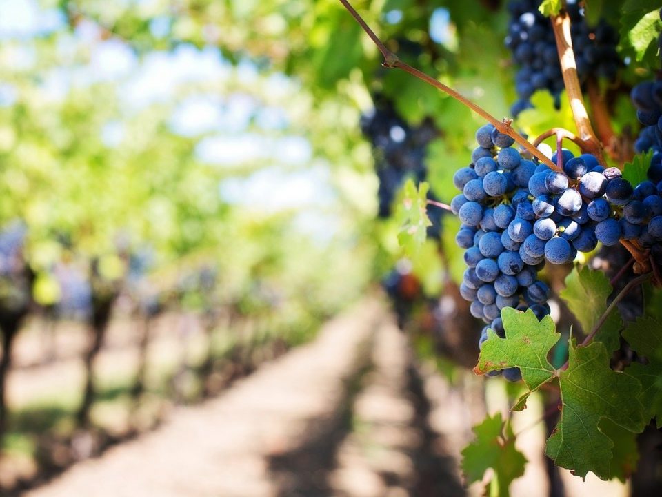 au cœur des vignobles