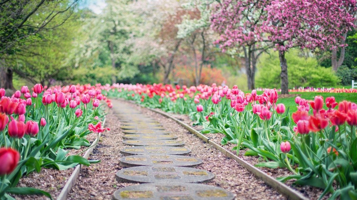 fleurs planter au printemps