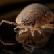 infestée par des punaises de lit