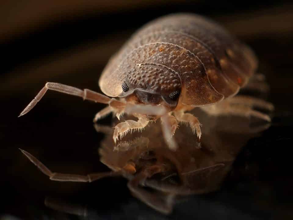 infestée par des punaises de lit