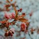 Comment avoir un beau jardin en hiver