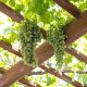 comment aménager votre pergola en bois