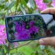 application pour reconnaître les plantes