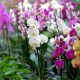 comment faire refleurir une orchidée