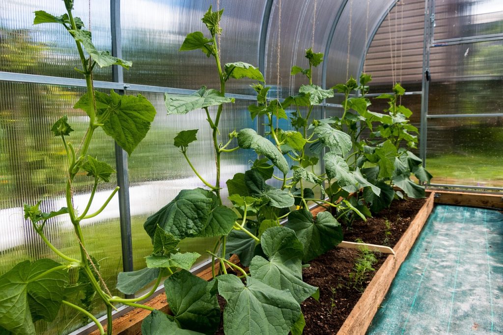 entretien de serre de jardin