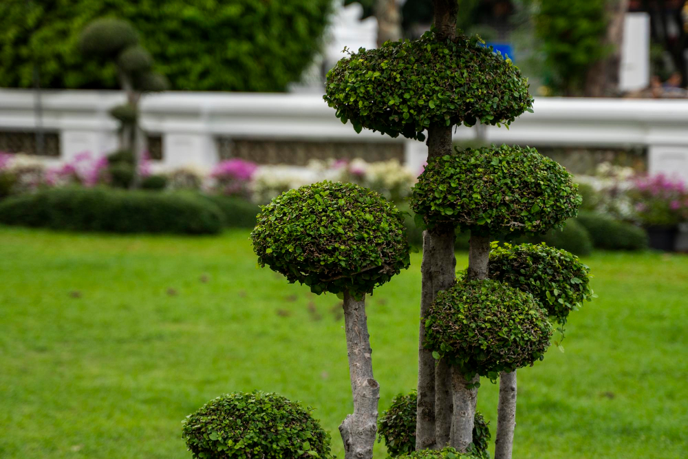 Comment adapter le choix des arbres à l’environnement