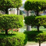 Comment bien choisir les arbres à planter dans son jardin