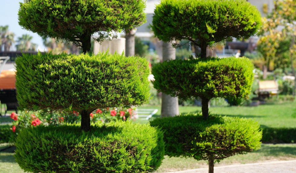 Comment bien choisir les arbres à planter dans son jardin