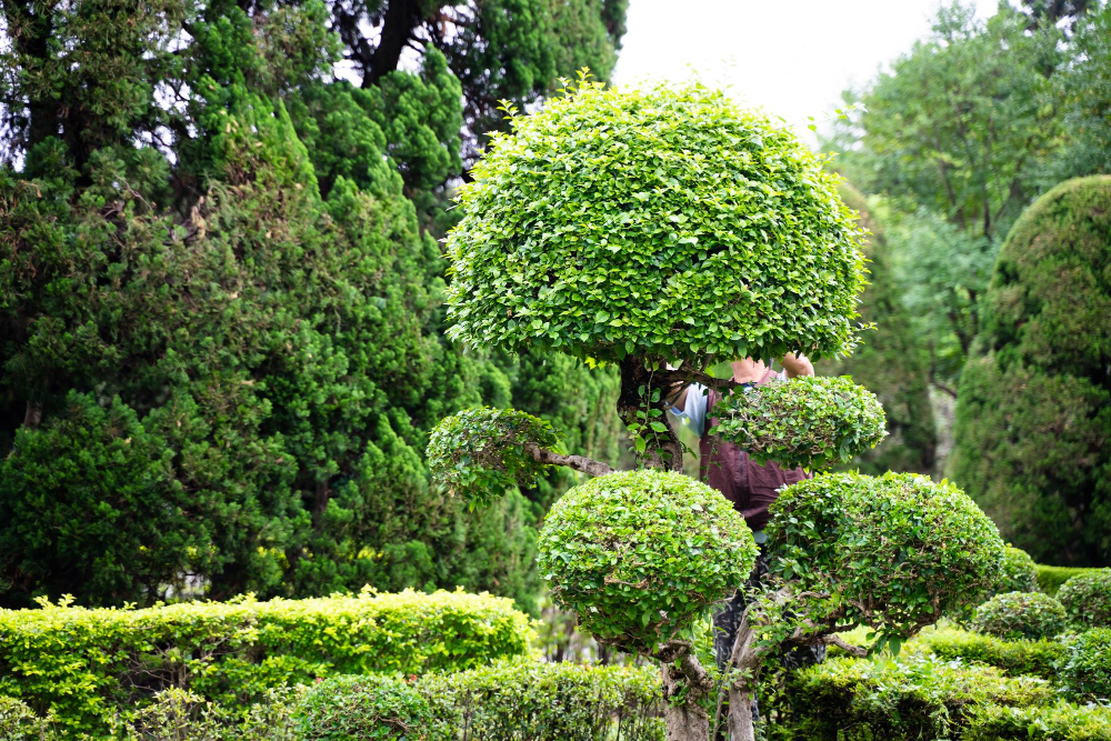 Quelles essences privilégier selon les usages du jardin