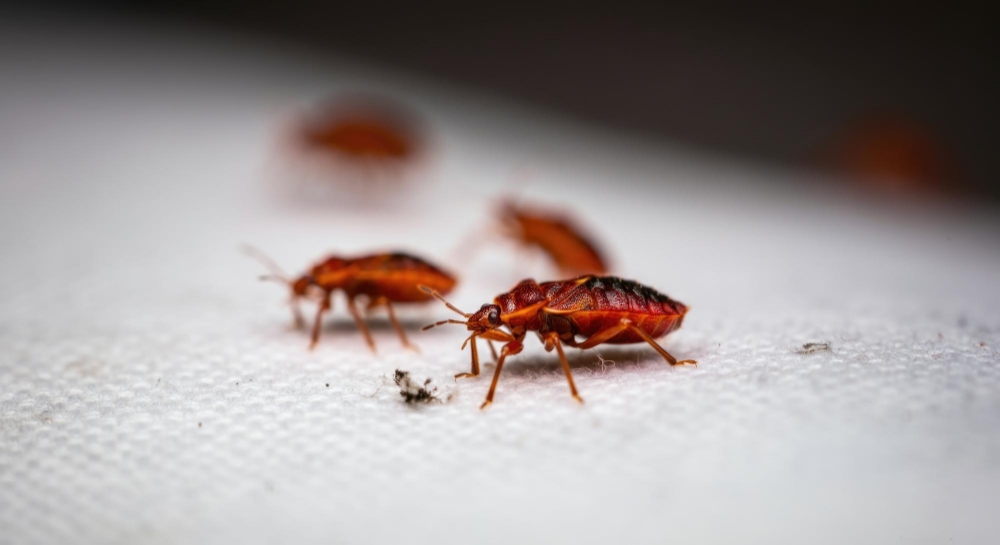 Pièges à punaises de lit l'art du combat