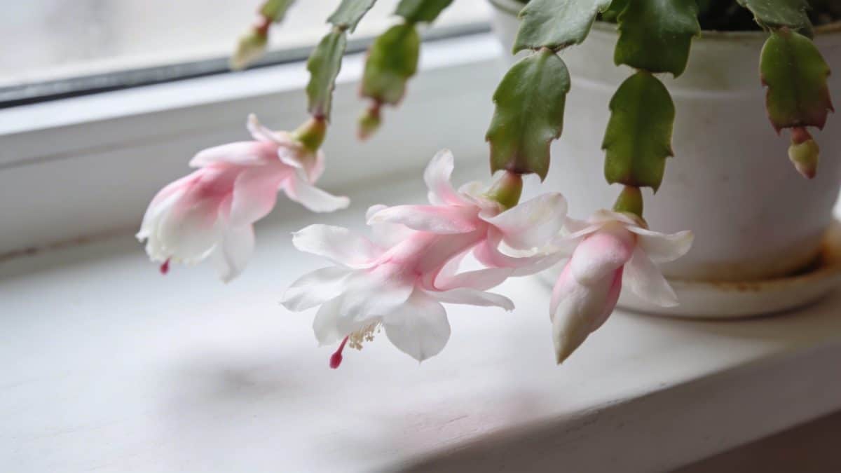 Gros plan sur cactus de Noel fleuri sur rebord de fenetre blanche