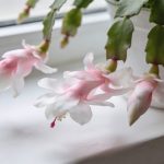 Gros plan sur cactus de Noel fleuri sur rebord de fenetre blanche