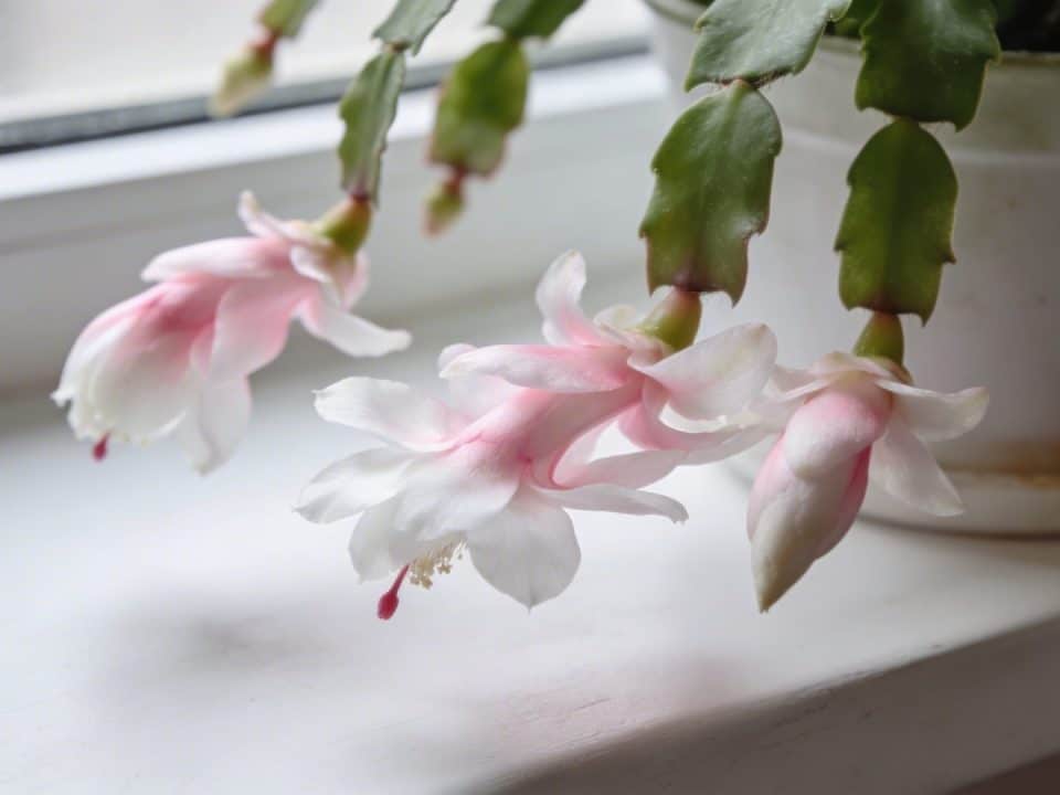 Gros plan sur cactus de Noel fleuri sur rebord de fenetre blanche