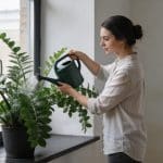 Femme arrosant une enorme plante verte en pot pres dune fenetre