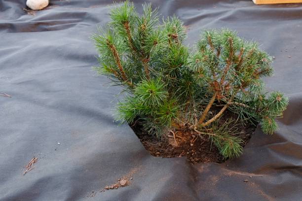 feutre géotextile jardin pose