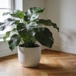 Grande plante verte en pot blanc sur parquet pres dune fenetre