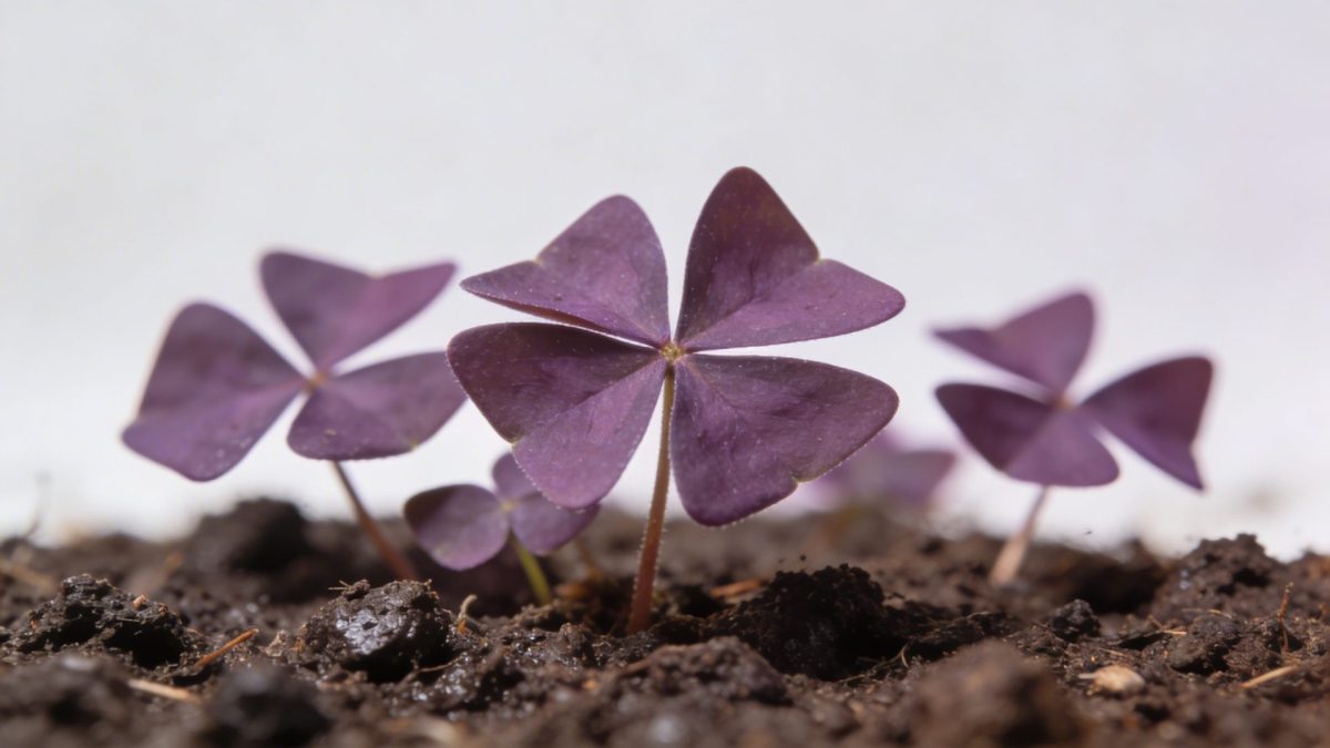 Gros plan feuilles violettes oxalis en forme de triangle sur terre humide