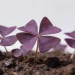 Gros plan feuilles violettes oxalis en forme de triangle sur terre humide