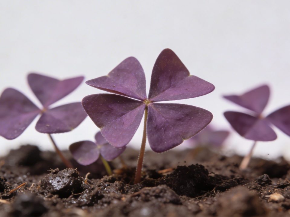Gros plan feuilles violettes oxalis en forme de triangle sur terre humide