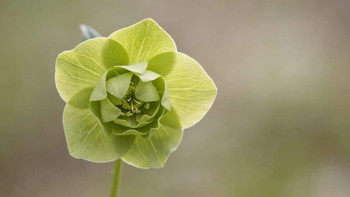 gros plan sur une fleur verte unique sur fond flou