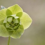 gros plan sur une fleur verte unique sur fond flou