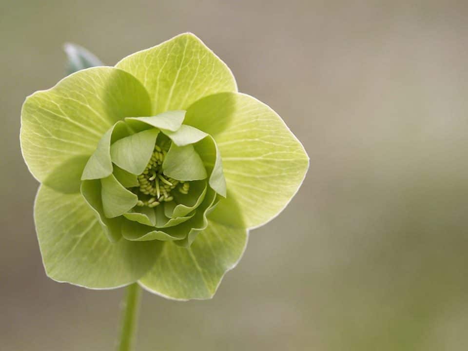 gros plan sur une fleur verte unique sur fond flou