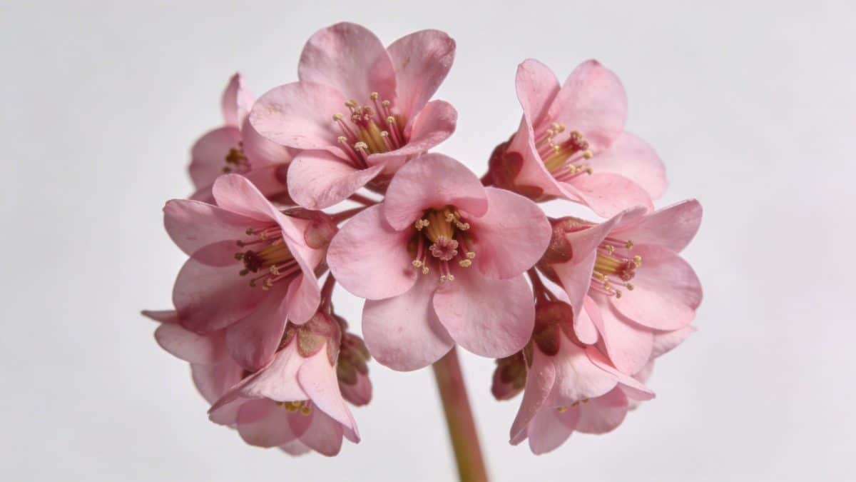 Gros plan sur une grappe de fleurs de gueule de loup roses