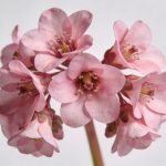 Gros plan sur une grappe de fleurs de gueule de loup roses