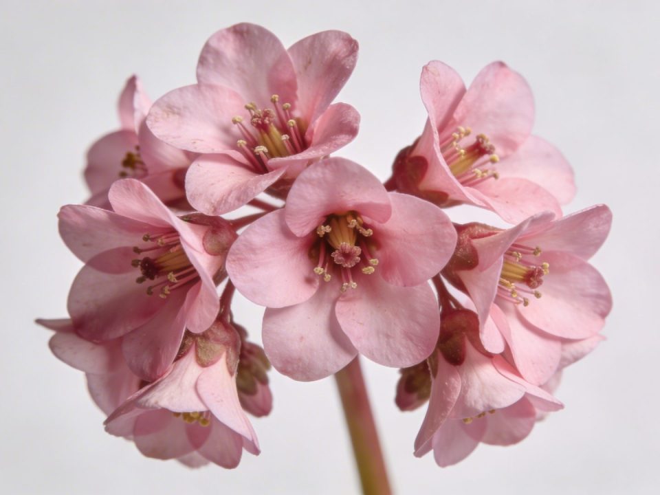 Gros plan sur une grappe de fleurs de gueule de loup roses