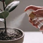 Mains arrosant une plante en pot avec pulverisateur naturel contre moucherons