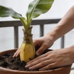 Mains plantant la couronne dananas dans un pot sur balcon