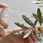 Mains pulvérisant une solution naturelle sur feuilles dhivier infestées de cochenilles