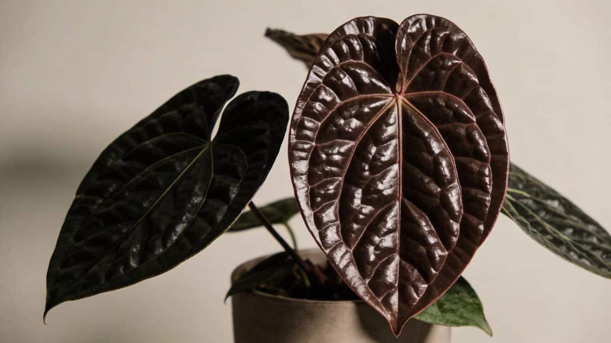 Gros plan sur philodendron melanochrysum en pot interieur, feuilles sombres et brillantes