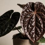 Gros plan sur philodendron melanochrysum en pot interieur, feuilles sombres et brillantes