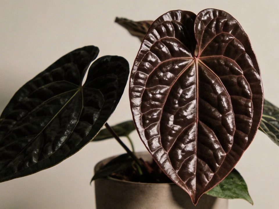 Gros plan sur philodendron melanochrysum en pot interieur, feuilles sombres et brillantes