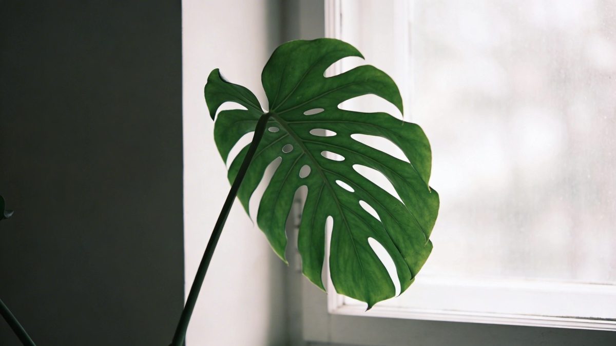 Gros philodendron vert aux feuilles profondément decoupees proche d une fenetre