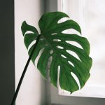 Gros philodendron vert aux feuilles profondément decoupees proche d une fenetre