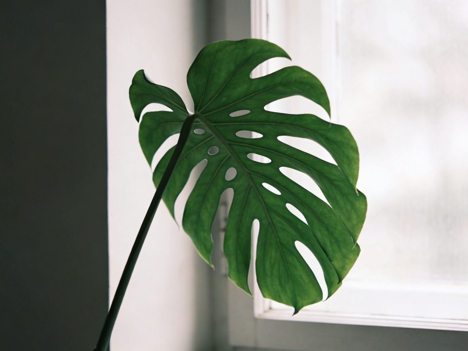 Gros philodendron vert aux feuilles profondément decoupees proche d une fenetre